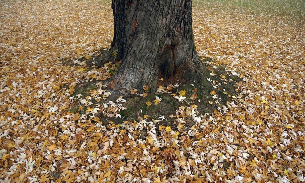 quercia-fileminimizer